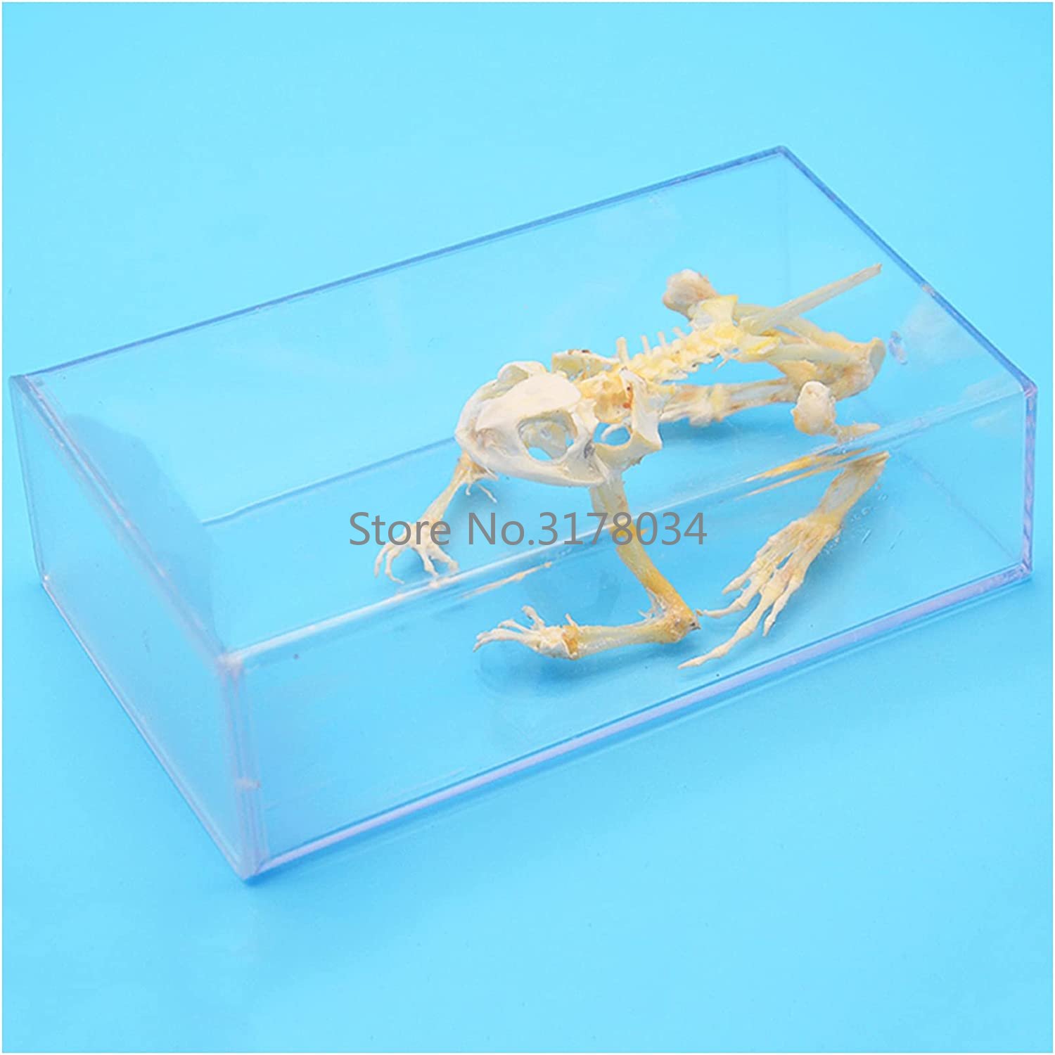Art And Craft Science - สัตว์โครงกระดูกกบกระดูกตัวอย่าง Taxidermy อุปกรณ์ Art Bone Vet