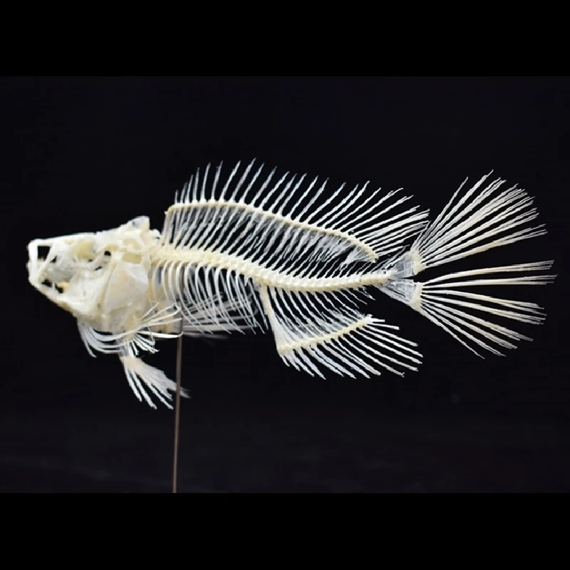 Art And Craft Science - 2043 โมเดลโครงกระดูกปลากรูปเปอร์ สำหรับการศึกษาทางวิทยาศาสตร์ วัสดุการศึกษาด้านกายวิภาคศาสตร์สัตว์ ของตกแต่ง งานศิลปะ