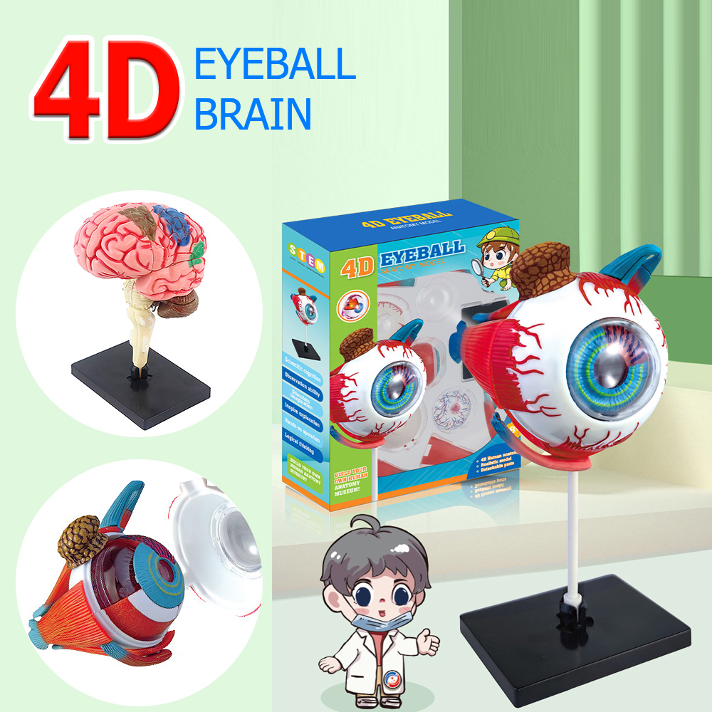 Art And Craft Science - งานหัตถกรรมศิลปะ Ornaments4D ลูกตามนุษย์สมองกายวิภาคศาสตร์การประกอบแบบจำลอง DIY สำหรับโรงเรียนการเรียนการสอนวิทยาศาสตร์การศึกษา