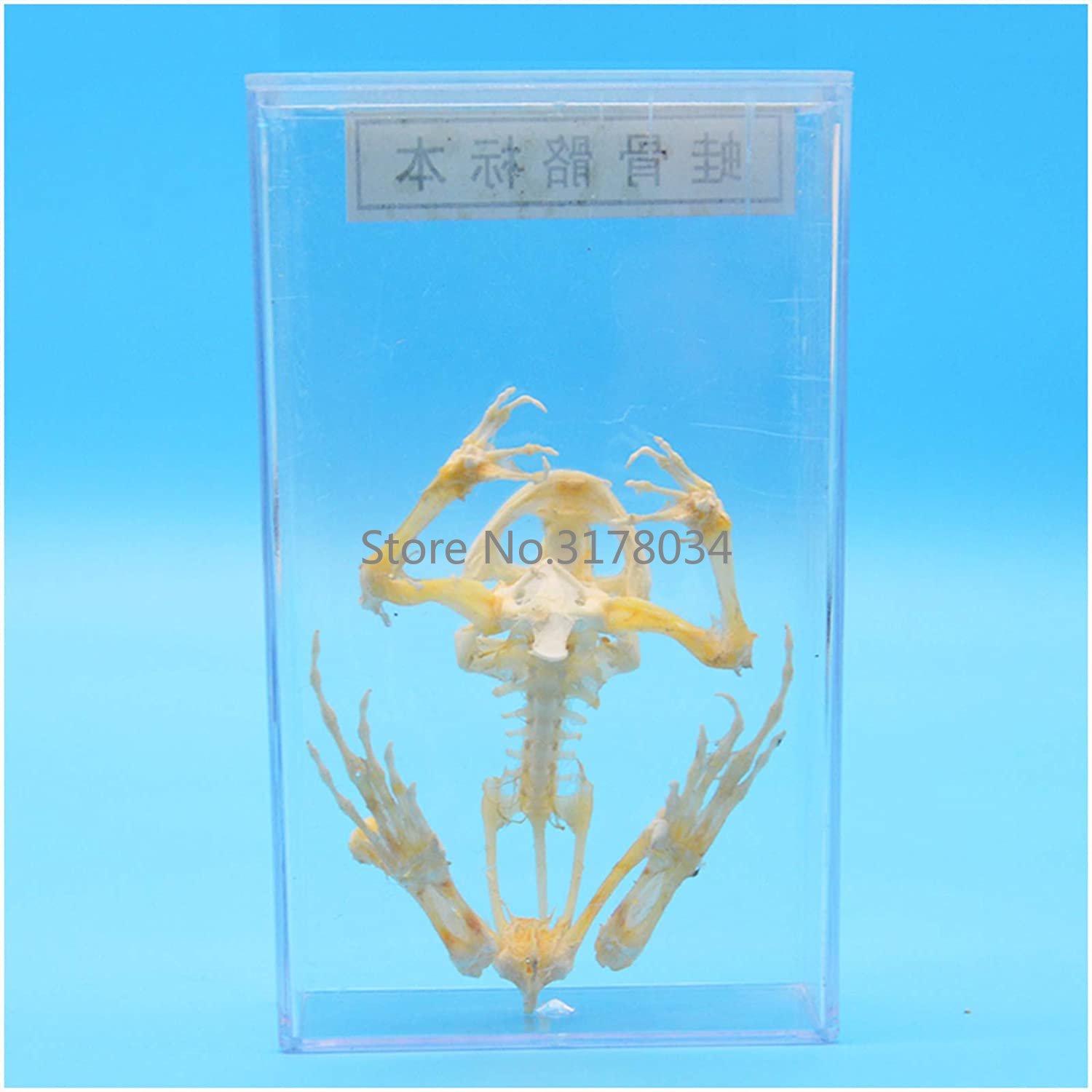 สัตว์โครงกระดูกกบกระดูกตัวอย่า - Art And Craft Science บทวิจารณ์และราคา