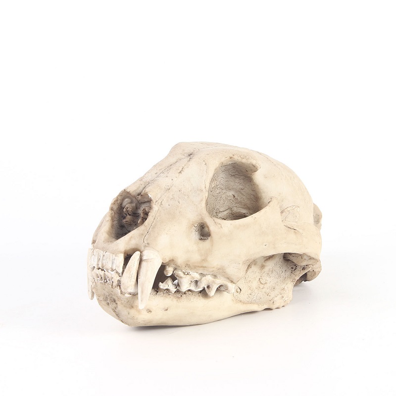 Leopard Skull รุ่น Resin หัตถก - Art And Craft Science บทวิจารณ์และราคา