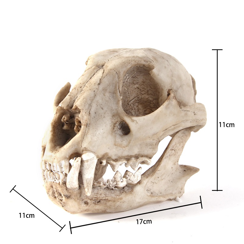 Leopard Skull รุ่น Resin หัตถก - Art And Craft Science บทวิจารณ์และราคา